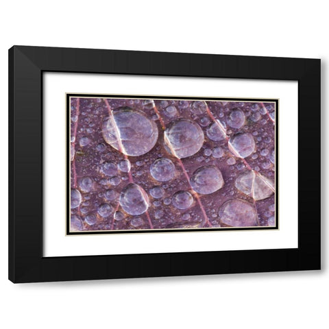 Washington, Seabeck Detail of dew on a leaf Black Modern Wood Framed Art Print with Double Matting by Paulson, Don