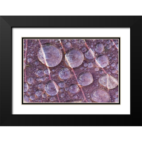 Washington, Seabeck Detail of dew on a leaf Black Modern Wood Framed Art Print with Double Matting by Paulson, Don