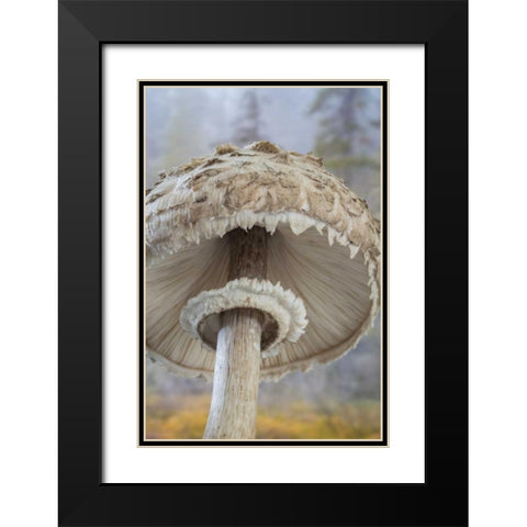 WA, Seabeck Underside of shaggy parasol mushroom Black Modern Wood Framed Art Print with Double Matting by Paulson, Don