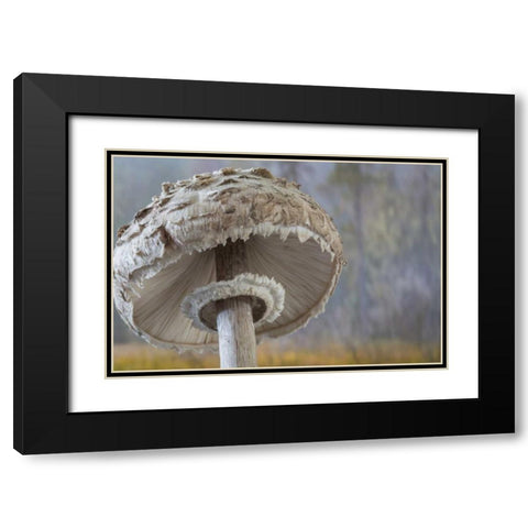 Washington, Seabeck Shaggy parasol mushroom Black Modern Wood Framed Art Print with Double Matting by Paulson, Don