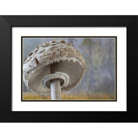 Washington, Seabeck Shaggy parasol mushroom Black Modern Wood Framed Art Print with Double Matting by Paulson, Don
