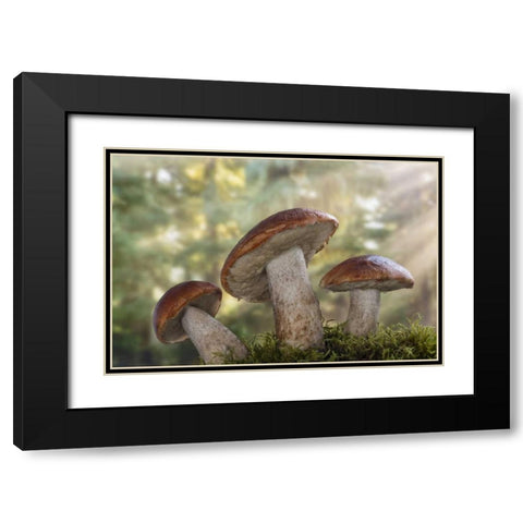 WA, Seabeck Leccinum insigne, mushroom Black Modern Wood Framed Art Print with Double Matting by Paulson, Don