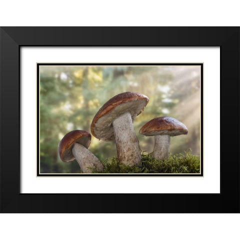 WA, Seabeck Leccinum insigne, mushroom Black Modern Wood Framed Art Print with Double Matting by Paulson, Don