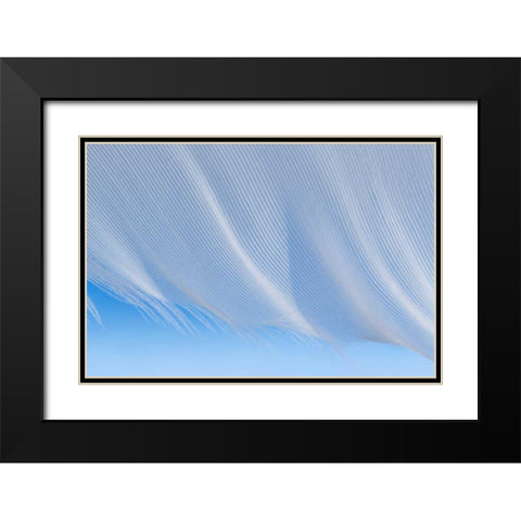 Washington, Seabeck A white feather Black Modern Wood Framed Art Print with Double Matting by Paulson, Don