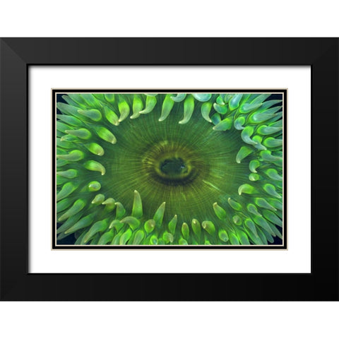 USA, Washington Close-up of sea anemone Black Modern Wood Framed Art Print with Double Matting by Paulson, Don