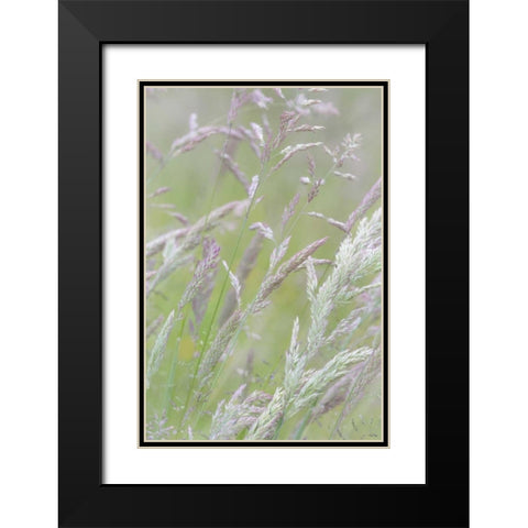 USA, Washington, Seabeck Grasses in motion Black Modern Wood Framed Art Print with Double Matting by Paulson, Don