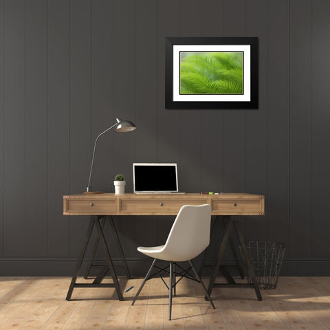 USA, Washington, Seabeck Close-up of sword fern Black Modern Wood Framed Art Print with Double Matting by Paulson, Don
