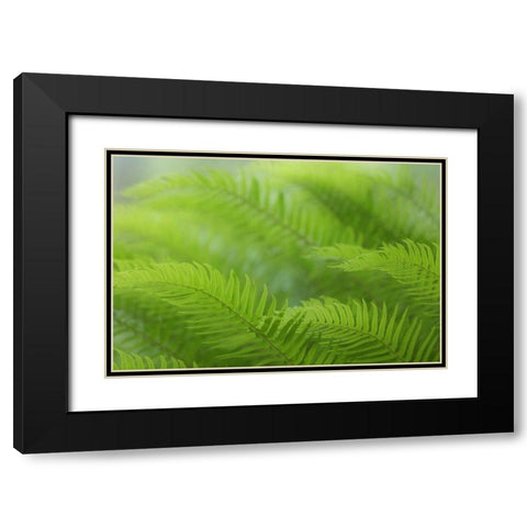USA, Washington, Seabeck Close-up of sword fern Black Modern Wood Framed Art Print with Double Matting by Paulson, Don