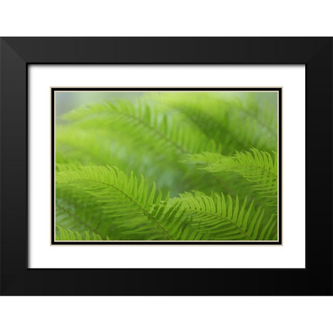 USA, Washington, Seabeck Close-up of sword fern Black Modern Wood Framed Art Print with Double Matting by Paulson, Don