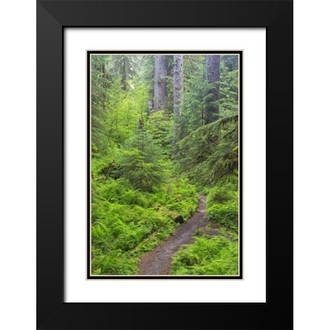 USA, Washington, Olympic NP Forest trail Black Modern Wood Framed Art Print with Double Matting by Paulson, Don