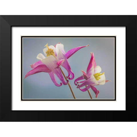 Washington, Seabeck Columbine flowers Black Modern Wood Framed Art Print with Double Matting by Paulson, Don
