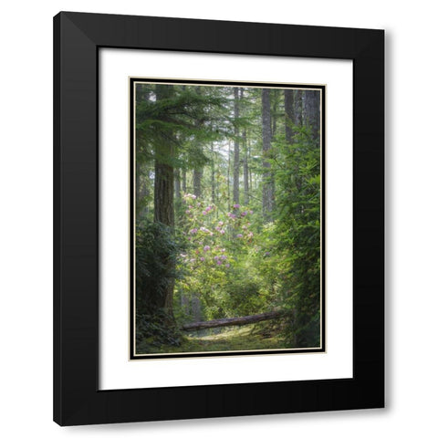 WA, Seabeck Rhododendron blooms in a forest Black Modern Wood Framed Art Print with Double Matting by Paulson, Don