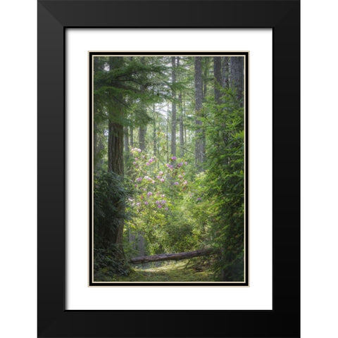 WA, Seabeck Rhododendron blooms in a forest Black Modern Wood Framed Art Print with Double Matting by Paulson, Don
