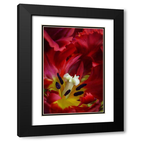 WA, Seabeck Interior of parrot tulip flower Black Modern Wood Framed Art Print with Double Matting by Paulson, Don