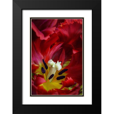 WA, Seabeck Interior of parrot tulip flower Black Modern Wood Framed Art Print with Double Matting by Paulson, Don