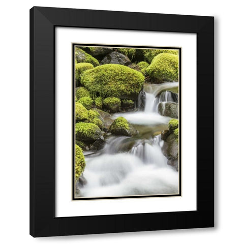 Washington, Olympic NP Small stream in forest Black Modern Wood Framed Art Print with Double Matting by Paulson, Don
