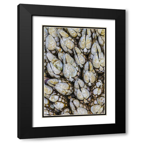 WA, Goose barnacles in Salt Creek Recreation Area Black Modern Wood Framed Art Print with Double Matting by Paulson, Don