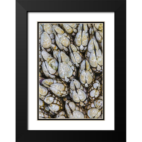 WA, Goose barnacles in Salt Creek Recreation Area Black Modern Wood Framed Art Print with Double Matting by Paulson, Don