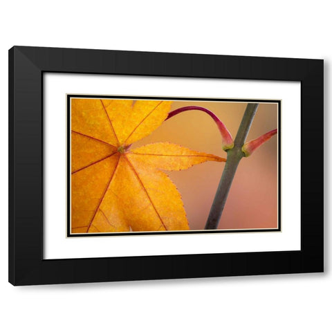 Washington, Seabeck Maple leaf in autumn color Black Modern Wood Framed Art Print with Double Matting by Paulson, Don