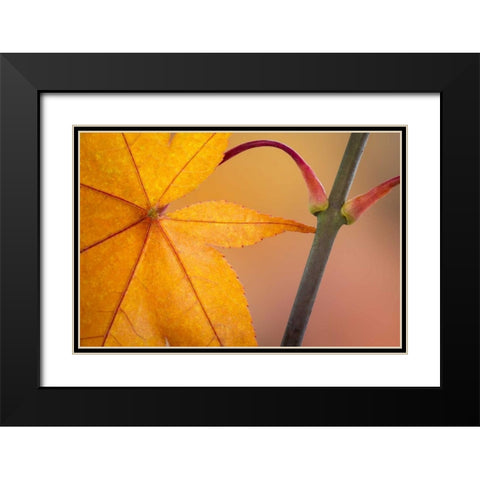 Washington, Seabeck Maple leaf in autumn color Black Modern Wood Framed Art Print with Double Matting by Paulson, Don