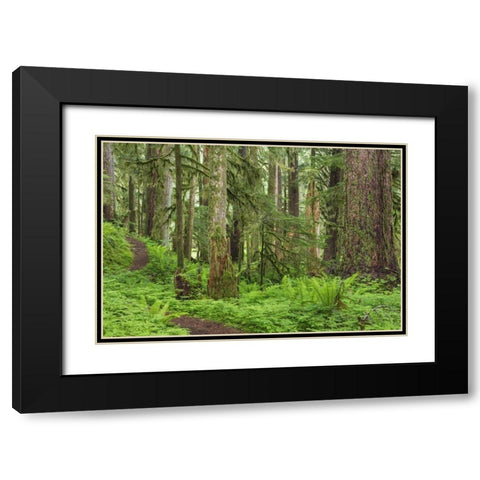 Washington, Olympic NP Old growth forest Black Modern Wood Framed Art Print with Double Matting by Paulson, Don