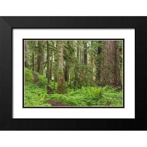 Washington, Olympic NP Old growth forest Black Modern Wood Framed Art Print with Double Matting by Paulson, Don