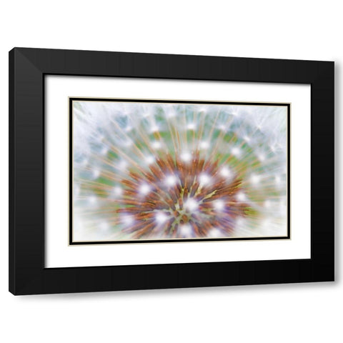 WA, Bainbridge Island Abstract of dandelion seed Black Modern Wood Framed Art Print with Double Matting by Paulson, Don