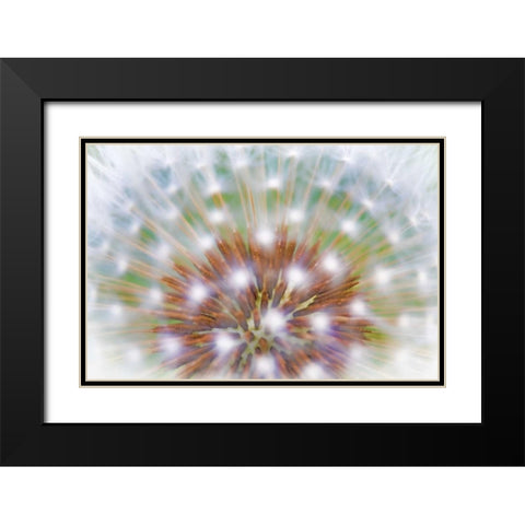WA, Bainbridge Island Abstract of dandelion seed Black Modern Wood Framed Art Print with Double Matting by Paulson, Don