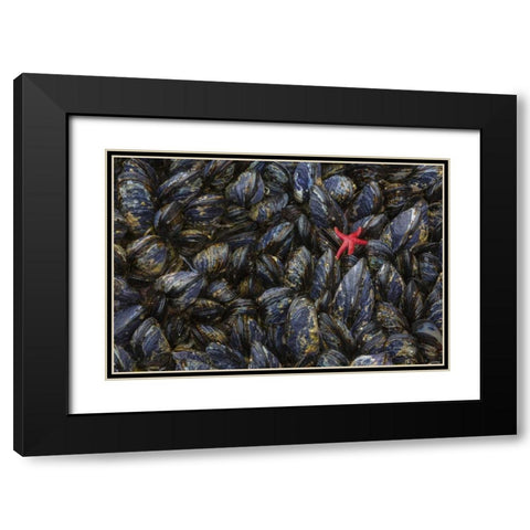 WA, Mussels and red sea star at tide pools Black Modern Wood Framed Art Print with Double Matting by Paulson, Don