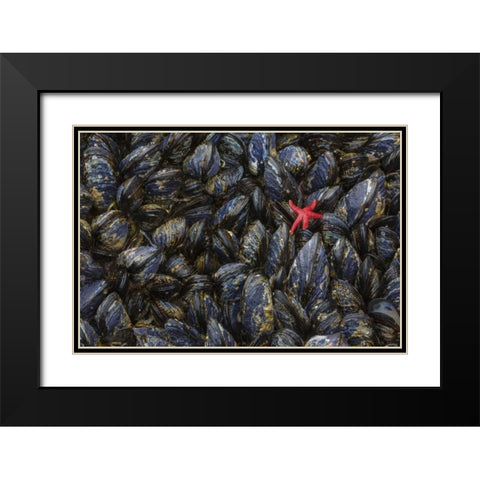 WA, Mussels and red sea star at tide pools Black Modern Wood Framed Art Print with Double Matting by Paulson, Don