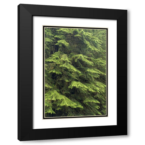 Washington, Olympic NP Western hemlock tree Black Modern Wood Framed Art Print with Double Matting by Paulson, Don