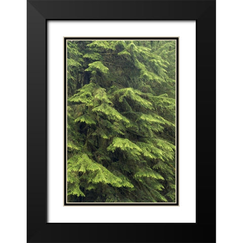 Washington, Olympic NP Western hemlock tree Black Modern Wood Framed Art Print with Double Matting by Paulson, Don