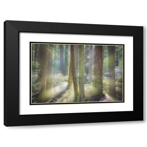 WA, Scenic Beach SP Blurred forest scene Black Modern Wood Framed Art Print with Double Matting by Paulson, Don