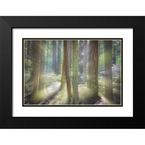 WA, Scenic Beach SP Blurred forest scene Black Modern Wood Framed Art Print with Double Matting by Paulson, Don
