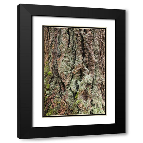 Washington, Olympics Old growth Douglas fir bark Black Modern Wood Framed Art Print with Double Matting by Paulson, Don