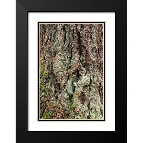 Washington, Olympics Old growth Douglas fir bark Black Modern Wood Framed Art Print with Double Matting by Paulson, Don