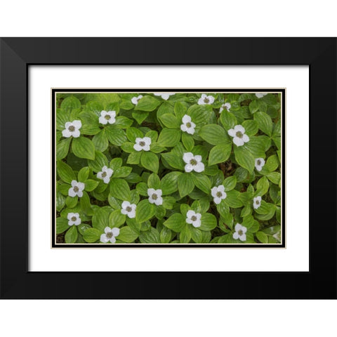 WA, Olympic NP Bunchberry with white flowers Black Modern Wood Framed Art Print with Double Matting by Paulson, Don