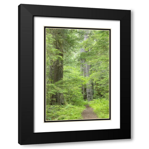 WA, Olympic NF Lower Big Quilcene River Trail Black Modern Wood Framed Art Print with Double Matting by Paulson, Don