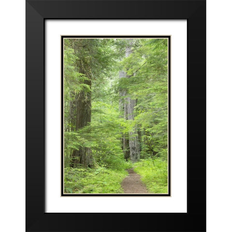 WA, Olympic NF Lower Big Quilcene River Trail Black Modern Wood Framed Art Print with Double Matting by Paulson, Don