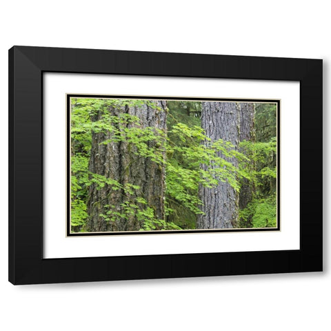 WA, Olympic NP Vine maple and Douglas fir trees Black Modern Wood Framed Art Print with Double Matting by Paulson, Don