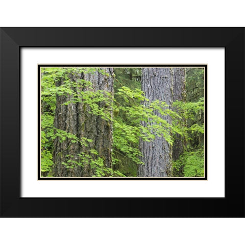 WA, Olympic NP Vine maple and Douglas fir trees Black Modern Wood Framed Art Print with Double Matting by Paulson, Don