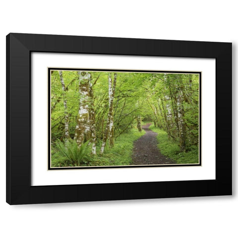 Washington, Olympic NP Trail through a forest Black Modern Wood Framed Art Print with Double Matting by Paulson, Don