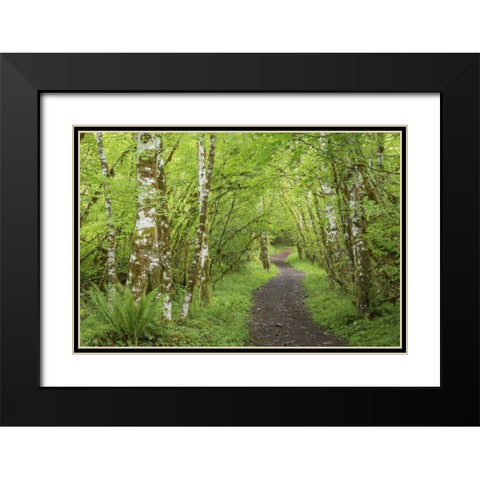 Washington, Olympic NP Trail through a forest Black Modern Wood Framed Art Print with Double Matting by Paulson, Don