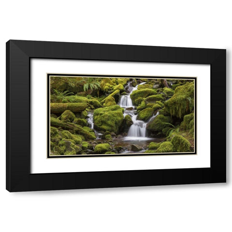 Washington, Olympic NP Small stream in forest Black Modern Wood Framed Art Print with Double Matting by Paulson, Don