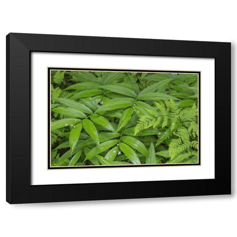 WA, Olympic NP Star-flowered false Solomons seal Black Modern Wood Framed Art Print with Double Matting by Paulson, Don