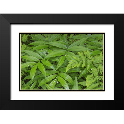 WA, Olympic NP Star-flowered false Solomons seal Black Modern Wood Framed Art Print with Double Matting by Paulson, Don