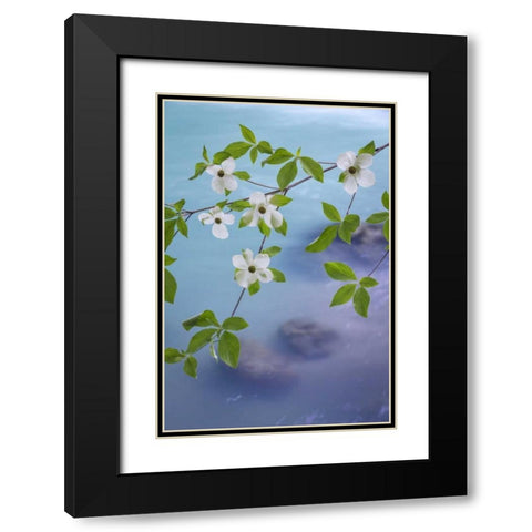 WA, Olympic NF Flowering Pacific dogwood branch Black Modern Wood Framed Art Print with Double Matting by Paulson, Don