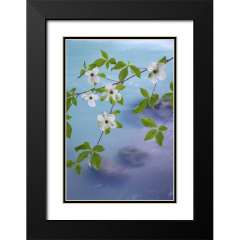 WA, Olympic NF Flowering Pacific dogwood branch Black Modern Wood Framed Art Print with Double Matting by Paulson, Don