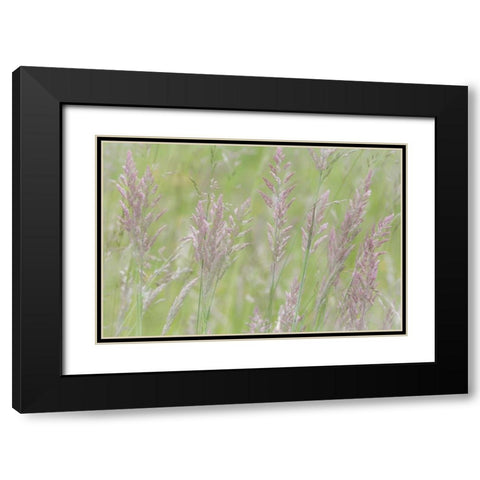 USA, Washington, Seabeck Grasses in motion Black Modern Wood Framed Art Print with Double Matting by Paulson, Don