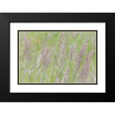 USA, Washington, Seabeck Grasses in motion Black Modern Wood Framed Art Print with Double Matting by Paulson, Don
